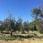 CONSORZIO OLIO GARDA DOP: IL PREMIO GIORGIO BARGIONI AI MIGLIORI POTATORI DEL TERRITORIO