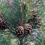 Creare la plastica utilizzando gli aghi di pino?