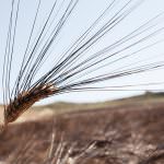 Pasta Senatore Cappelli: Alce Nero, Legambiente e Terre Regionali Toscane
