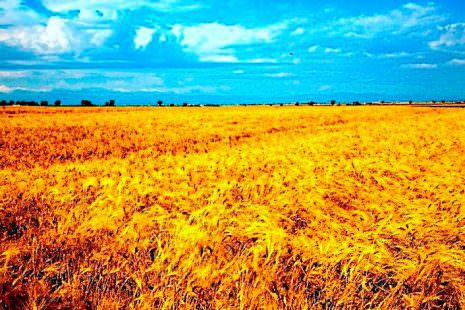 campi di grano GRANI FUTURI SAN MARCO (1)