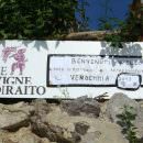 Costiera Amalfitana: Wine Tour alle Vigne di Raito