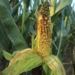 Mais  OGM, gli scienziati: “ Non c’è alcuna evidenza di rischio per la salute umana”