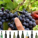 IL MONDO DEL VINO E’ IN CONTINUO CAMBIAMENTO, by OVSE-CEVES