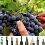 IL MONDO DEL VINO E’ IN CONTINUO CAMBIAMENTO, by OVSE-CEVES