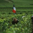 Focus sul mondo del vino in Francia, dati 2016 by OVSE