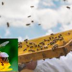 Apicoltura in crisi, estate 2017: caldo torrido, poca pioggia... poco miele