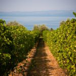 Ultimo saluto al "vecchio Bardolino"