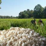 Autunno Pavese 2017: è la primavera de 'La via del Carnaroli'