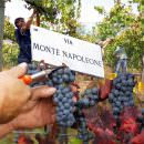 Vendemmia di Via Montenapoleone, Milano 9 – 15 ottobre 2017