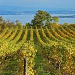 FRANCIACORTA…..E BASTA!