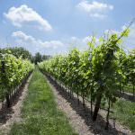 PUNTOZERO INVESTE NEL FUTURO CON UNA NUOVA CASA PER I VINI