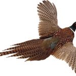 Ricette per bollicine: Fagiano insaporito d'arrosto