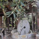 DOMENICA 12 NOVEMBRE TORNA LA FESTA DELL'OLIO NUOVO AL FRANTOIO TURRI