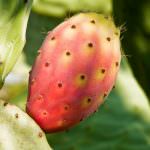 Fichi d'india Bastardoni di Sicilia, dal produttore via corriere espresso