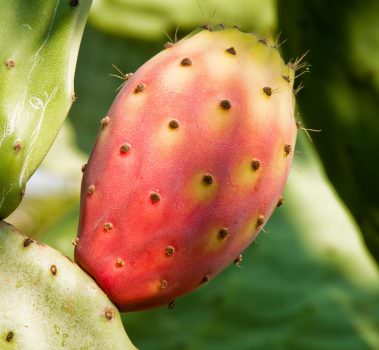 Fichi d’india Bastardoni di Sicilia, dal produttore via corriere espresso