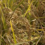 Riso è salute, riso italiano è meglio perchè contribuiamo a tutelare anche la salute delle nostre imprese