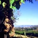 LA RISCOPERTA DEL GAMAY DEL TRASIMENO NELLA PRIMA EDIZIONE DI GRENACHE, ITALIA