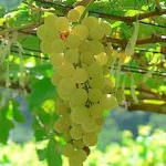 Chenin nella Loira: la riscoperta dei vitigni autoctoni antichi