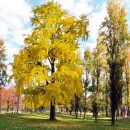 Gli alberi di Roma, tra i colori dell’autunno e l’incuria di Parchi e giardini