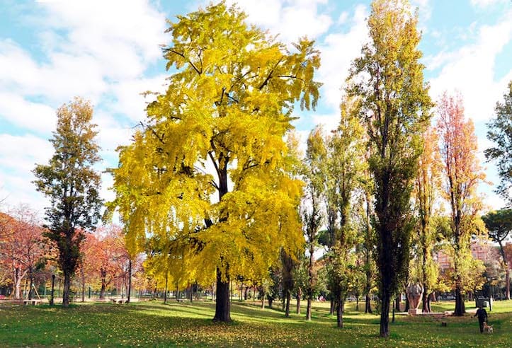 Gli alberi di Roma, tra i colori dell’autunno e l’incuria di Parchi e giardini