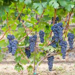 Barbera doc Oltrepò Pavese Piota, di un territorio che può essere unico dal Monferrato al Piacentino