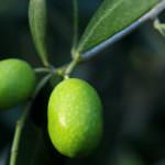 OLIO OFFICINA FESTIVAL 2018: OLIO GARDA DOP PRESENTA L'OLIO DEL SINDACO