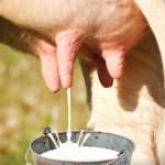 Quote latte, l’UE all’Italia: devono pagare i produttori, non i cittadini