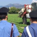 Ispezione e controlli produzione agroalimentari BIO: sì ma a quale prezzo?