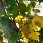 Elisirmoscato.com: la casa del Moscato nel web - Novità Asti Secco d.o.c.g.