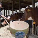 Re Bianco d'Italia, formaggio a pasta dura di qualità - da provare