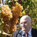 Malvasia: dallo splendore dei Dogi alla decadenza, by Mario Fregoni