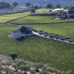 Masciarelli tenute agricole, un Trebbiano che non è un Trebbiano Doc qualunque