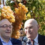 Malvasia, un nome magico per un grande vino bianco italiano