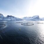 Pesce, cresce il consumo di salmone norvegese
