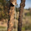 La Manna non viene dal cielo ma dalle Madonie
