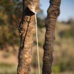 La Manna non viene dal cielo ma dalle Madonie