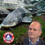 IL GRANDE RITORNO  DEL “RE STORIONE”