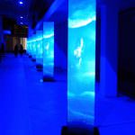 Acquario di Roma, chi l’ha visto? Chi e quando riuscirà a vederlo finito?