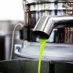 Fascia olivata Assisi - Spoleto: patrimonio agricolo  FAO