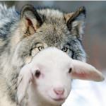 Azienda dolciaria in crisi preda dei suoi stessi 'salvatori'