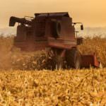 La pasta si fa col grano duro o col grano turco?