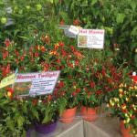 8-9 settembre, mostra mercato del peperoncino a Piazza Portello