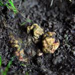 Piemonte, stop alla raccolta di tartufo dal 1 al 20 settembre