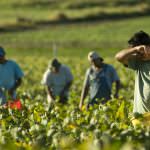 Agricoltura: prezzi bassi? Siamo complici del caporalato