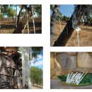 Manna delle Madonie: produzione, uso e consumo… e la sagra di agosto!