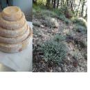 Sui sentieri del Timo selvatico dove nasce il Montebore