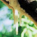 Salone del Gusto, la manna di Sicilia arriva a Torino