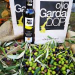 OTTIMA ANNATA PER L’OLIO GARDA DOP