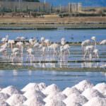 Sale e saline: commodities da rivalutare