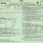 Alla Sagra dell’Olivo protagonista l'olio d'oliva di Canino